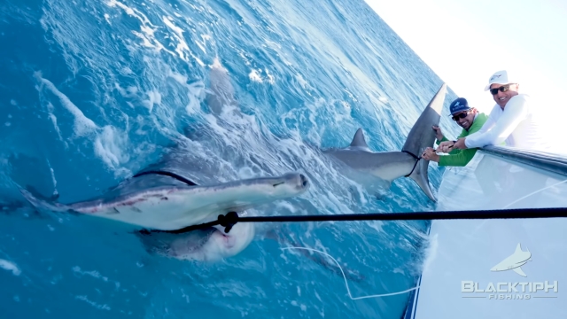Golfista bate recorde ao fisgar tubarão martelo de 4 metros e mais de 500 kg