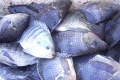 Governador libera criacao de peixes exoticos e ameaca biodiversidade aquatica no Amazonas 2