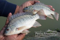 Governador libera criacao de peixes exoticos e ameaca biodiversidade aquatica no Amazonas