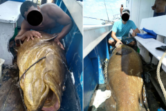 Grupo abate mero durante pescaria em Itanhaem-SP