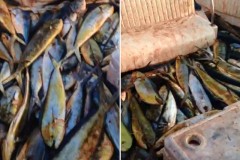 Grupo filma captura de centenas de dourados no litoral do RJ