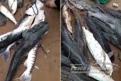 Grupo filma pesca ilegal de cardume de pintados e cacharas no Rio Cuiaba em MT