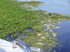 Grupo que fazia paceio fotografou mortandade de peixes no Rio Piracicaba-SP (Foto: Priscila Molinari Garcia)