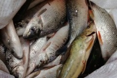 Guarda Municipal flagra adolescentes praticando pesca ilegal no Rio Piracicaba