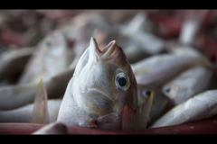 Havera mais peixes ou plastico nos oceanos em 2050 2