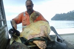 Homem compra tartarugas em mercado e as devolve ao mar na Guine