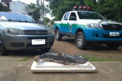 Homem e autuado por transportar pescado ilegal no MS