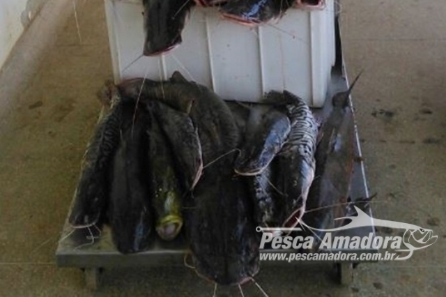 Homem é flagrado com 110 kg de peixes a 2 dias do fim da piracema no Rio Canaã-RO