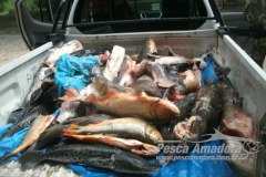 Homem e preso com 141 kg de pescado ilegal no Rio Paraguai-MS