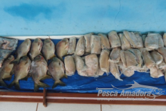 Homem e preso com 36 kg de pescado ilegal e multado em R$ 2.720,00 no MS