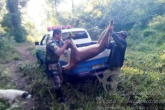 Homem e preso por matar onca parda