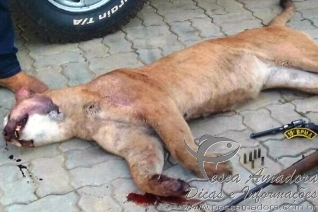 Homem é preso por abater onça-parda proximo a Bonito-MS