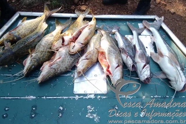 Homem é preso por pesca predatória em Alvorada do Sul-PR