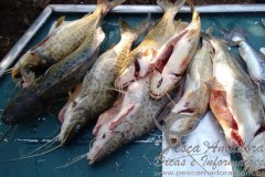 Homem e preso por pesca predatoria em Alvorada do Sul-PR 5