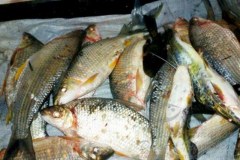 Homem e preso por pesca predatoria no Rio da Prata-MG 2