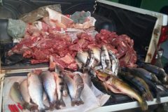 Homem e preso por transporte ilegal de 22 kg de pescado em Aruana-GO