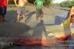 Homem recebe multa no valor de 30 mil reais por abater peixe serra no maranhao