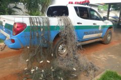 homem-tenta-fugir-mas-e-preso-pela-pma-com-redes-de-pesca-no-rio-miranda-em-ms