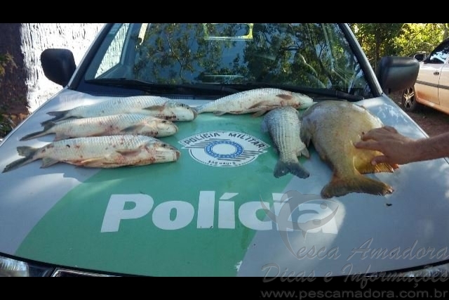 Homem tranca peixes em banheiro e foge da Polícia Ambiental em Valparaíso-SP
