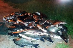 IAP apreende 120 kg de pescado ilegal nos Rio Paranapanema e Porto Rico no PR 2