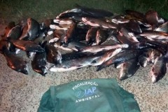 IAP apreende 120 kg de pescado ilegal nos Rio Paranapanema e Porto Rico no PR 3