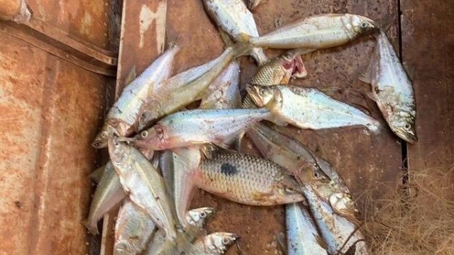 IAT flagra pesca predatória e recolhe equipamentos irregulares no Rio Piqueri no Paraná
