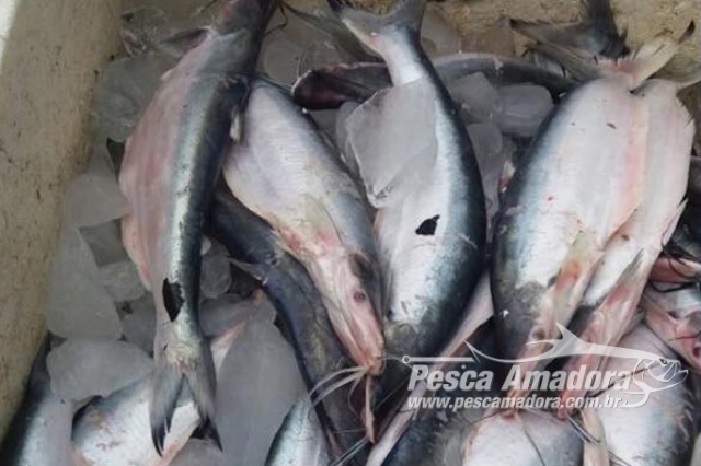 Ibama e Semat apreendem cerca de 300kg de pescado ilegal em Altamira (PA)