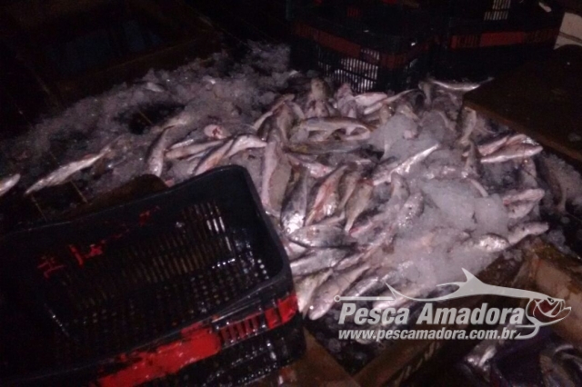 ICMBio apreende 2 toneladas de peixes e 14 mil metros de rede no Rio Tapajós-PA