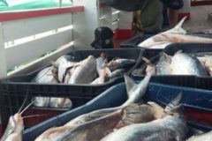 icmbio-apreende-2-5-toneladas-de-pescado-ilegal-em-santarem-pa-2