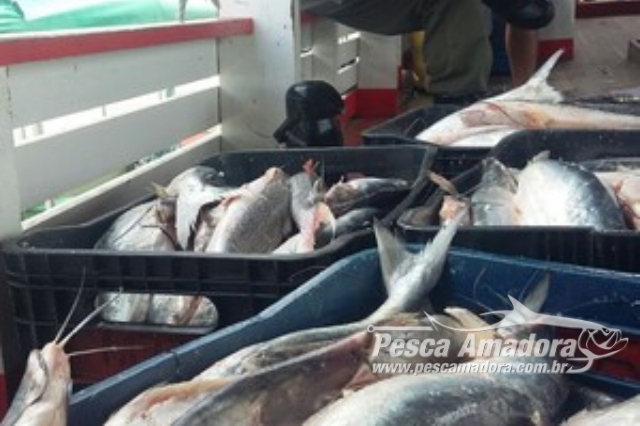 ICMBio apreende 2,5 toneladas de pescado ilegal no Rio Tapajós-PA