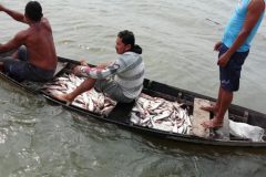 icmbio-apreende-2-5-toneladas-de-pescado-ilegal-em-santarem-pa-3