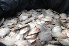 ICMBio apreende barco com quase 4 toneladas de pescado ilegal em reserva no AM