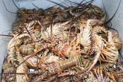 icmbio-desarticula-pesca-ilegal-de-lagostas-em-alagoas-2