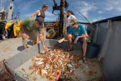 ICMBio divulga analise de contaminacao em peixes e crustaceos no Rio Doce 2