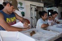 ICMBio divulga analise de contaminacao em peixes e crustaceos no Rio Doce