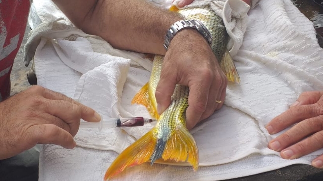 ICMbio e Sentinelas realizam monitoramento de conservação de espécies ameaçadas