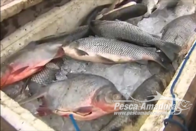 IMAP apreende 3 toneladas de pescado ilegal em Santana no Amapá