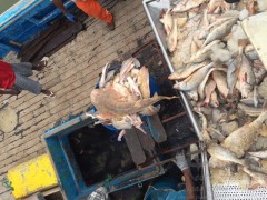 Ibama aplica mais de 10 milhoes em multas no RS