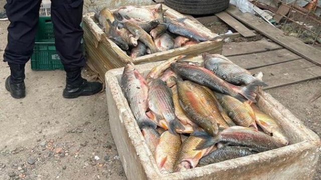 Ibama apreende 10 toneladas de pescado ilegal durante operação no RS