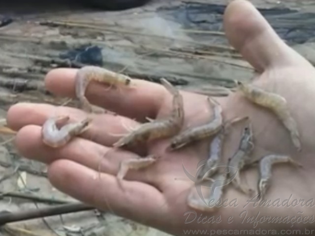 Ibama apreende barcos e 250 kg de camarão na Lagoa dos Patos em Rio Grande-RS