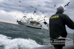 Ibama apreende e doa 16 toneladas de camarao durante o periodo de defeso no Sudeste