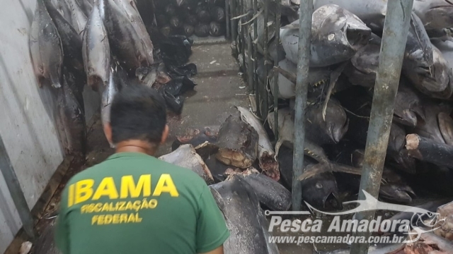 Ibama apreende três toneladas de agulhão negro e aplica R$ 128 Mil em multas em Natal (RN)