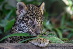 Ibama autua dois por matarem filhote de onca em Manaus