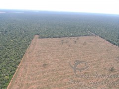 Ibama cessa desmatamento no MT