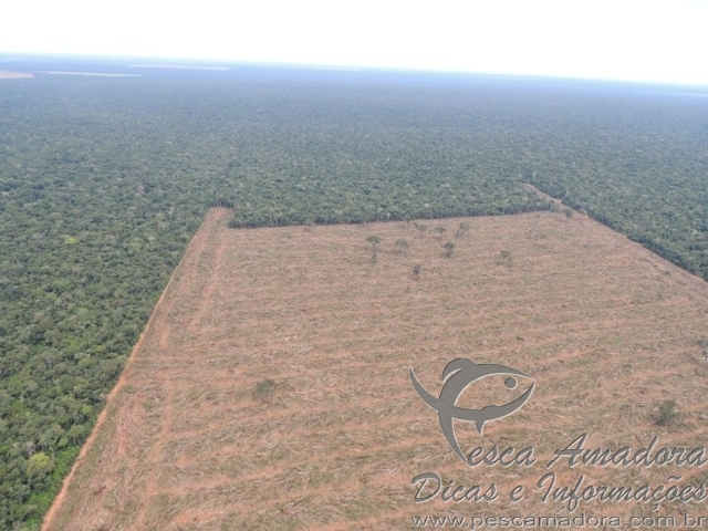 Ibama cessa grande desmatamento em Mato Grosso