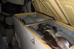 Ibama combate pesca ilegal e apreende 700kg de pescado em Altamira-PA