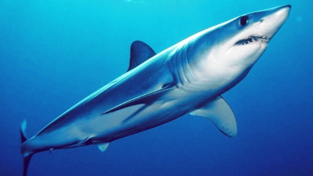 Ibama contesta liberação da pesca de tubarão-azul pelo governo federal