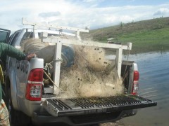 Ibama da Paraiba apreende 14km de redes na piracema
