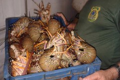 Ibama de Natal apreende lagosta ilegal