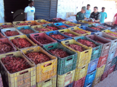 Ibama deflagra processamento clandestino de camarao no Ceara
